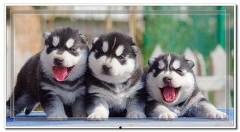 哈士奇皮肤爆料视频大全,视频大全带你领略毛孩风采